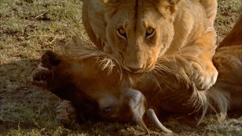Africa: The Serengeti still