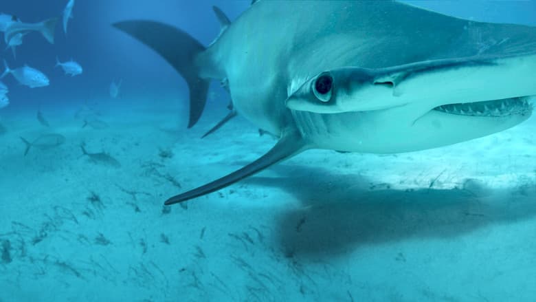 Mega Hammerhead still