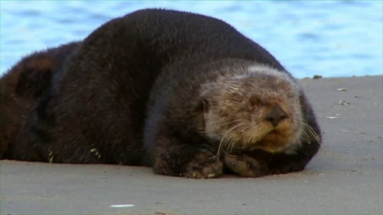 Threatened: The Controversial Struggle of the Southern Sea Otter still