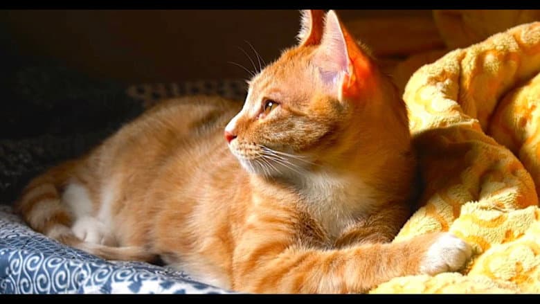 Our Cat still