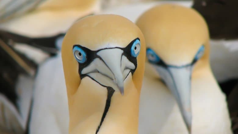 Gannets: The Wrong Side of the Run still