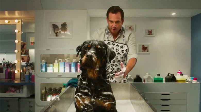 Show Dogs still