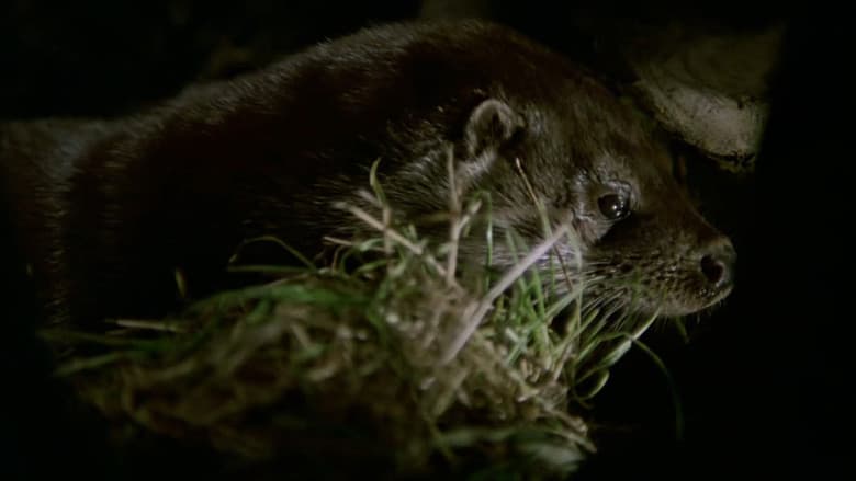 Tarka the Otter still