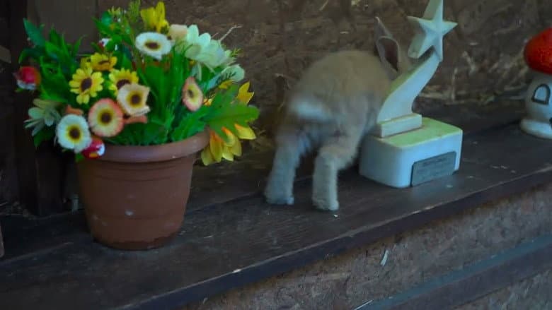 Bunny Decides to Go still