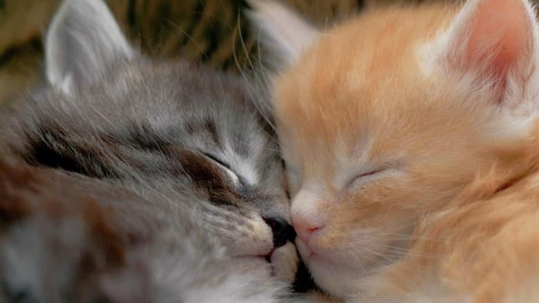 Comment le chat a conquis le monde still