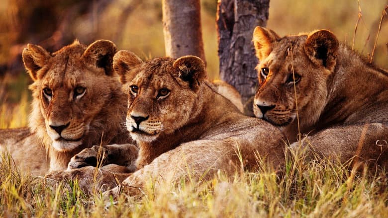 Wild Botswana still