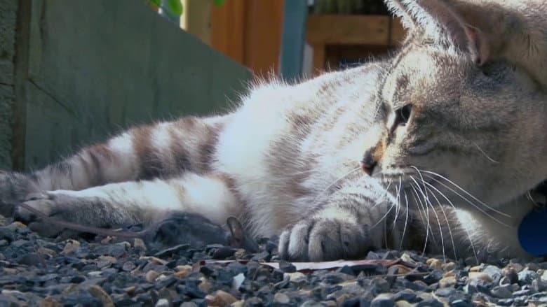 Psycho Pussies: Mad Cat Attacks still