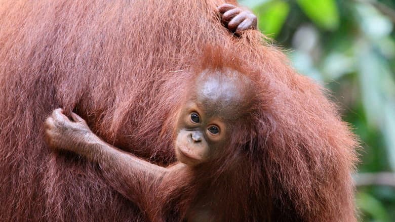 Orang Utans - Keepers of the Jungle still