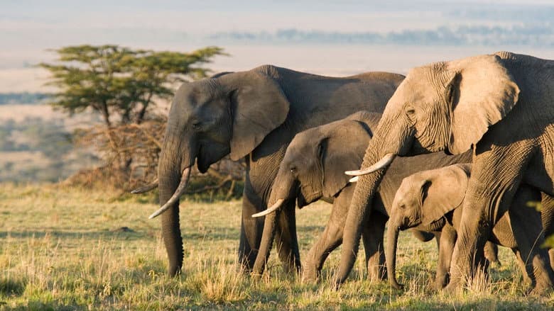 Elephant still