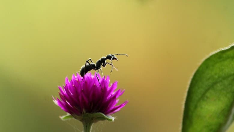 Fabulous Insects - Ants still