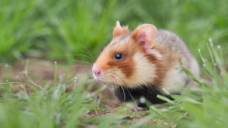 The Last Common Hamsters still