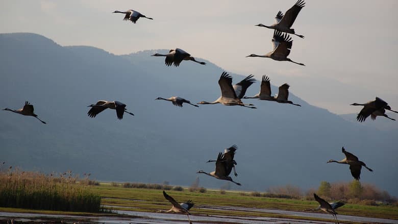 Winged Migration still