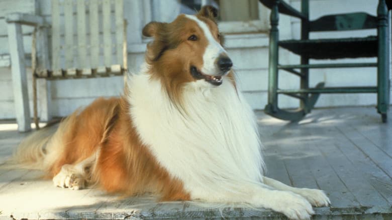 Lassie still