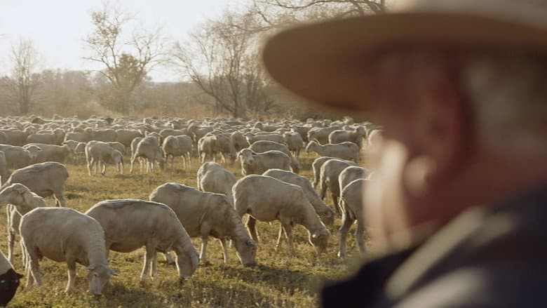 Wild & Wool still