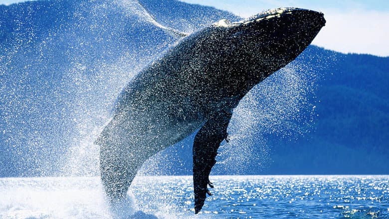 Whales: An Unforgettable Journey still