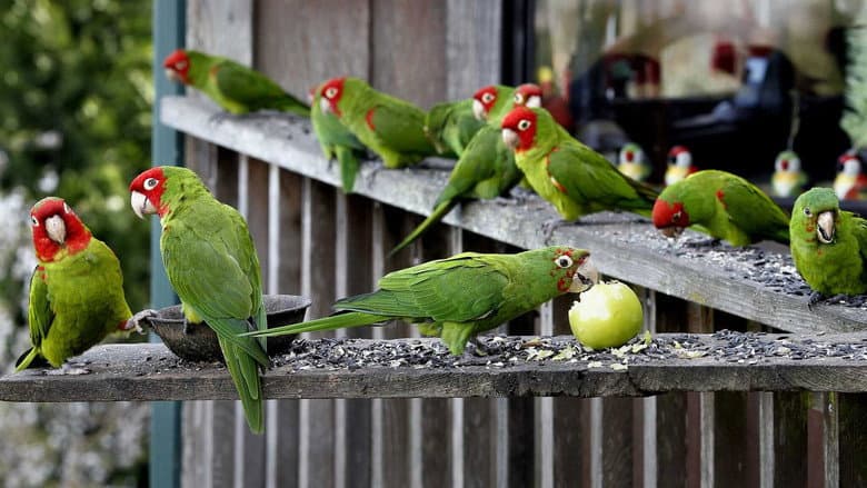 The Wild Parrots of Telegraph Hill still
