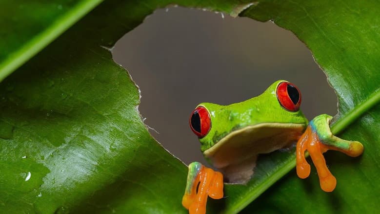 Wild Costa Rica still