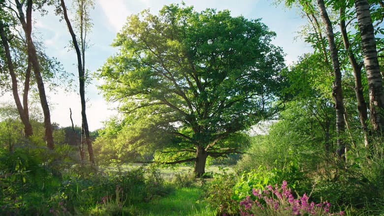 Heart of an Oak still