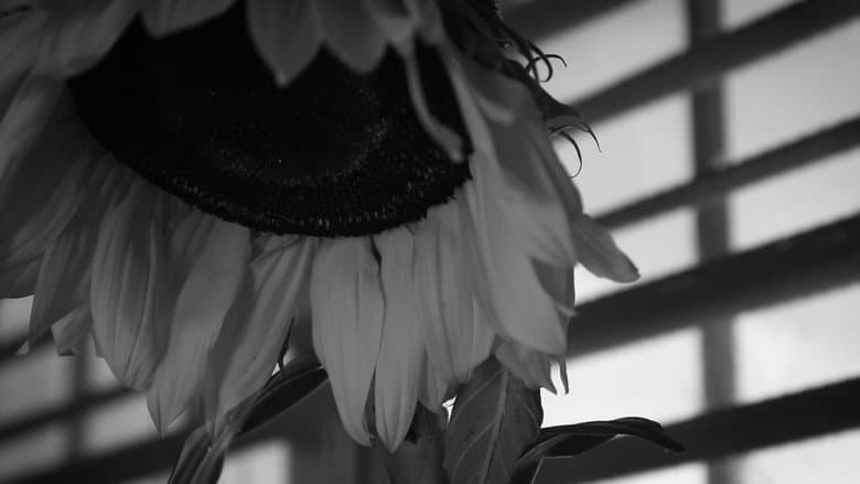 How to Water a Sunflower still