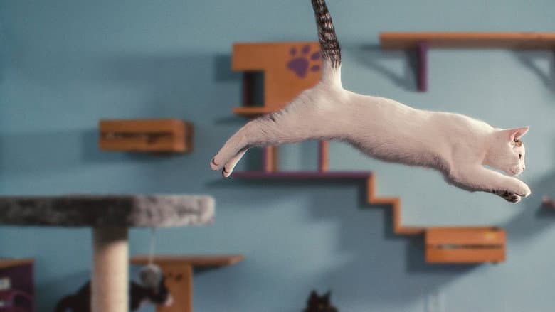 Inside the Mind of a Cat still