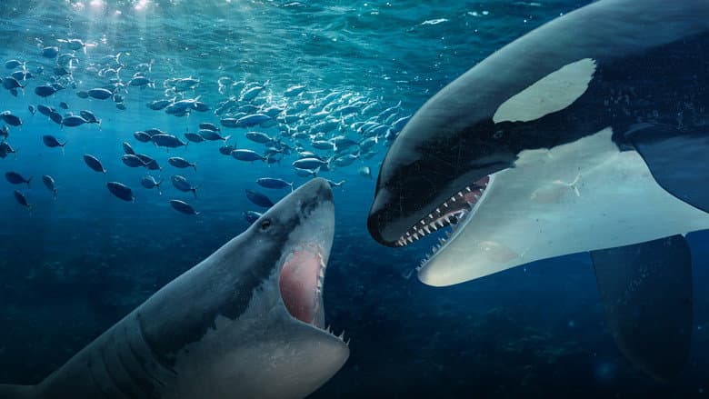 Orca Vs. Great White still