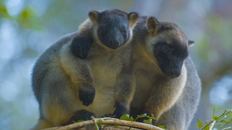 Tree Kangaroos: Ghosts of the Forest still