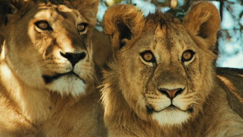 Lions Rule still