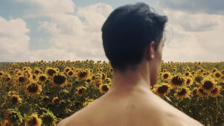 Sunflower still