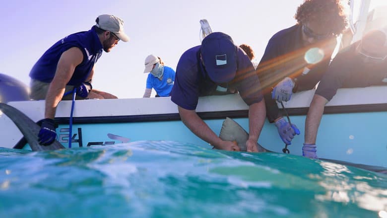 Sharks of the Bermuda Triangle still