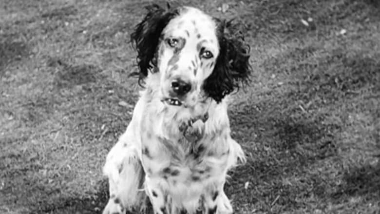 Banjo still
