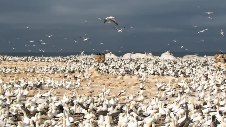Gannets: The Wrong Side of the Run still