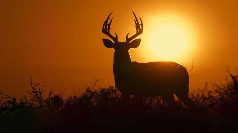Deep in the Heart: A Texas Wildlife Story still