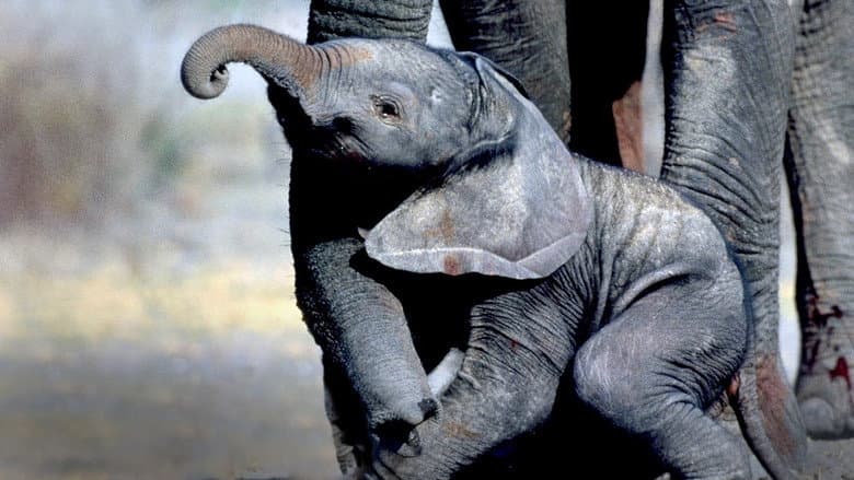 Whispers: An Elephant's Tale still