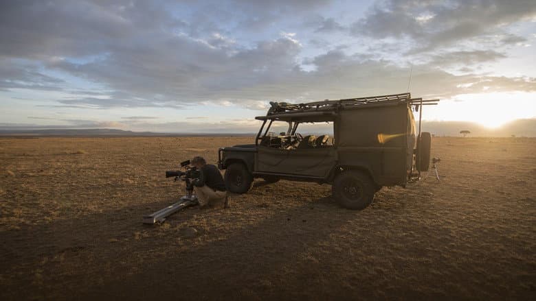 Man Among Cheetahs still