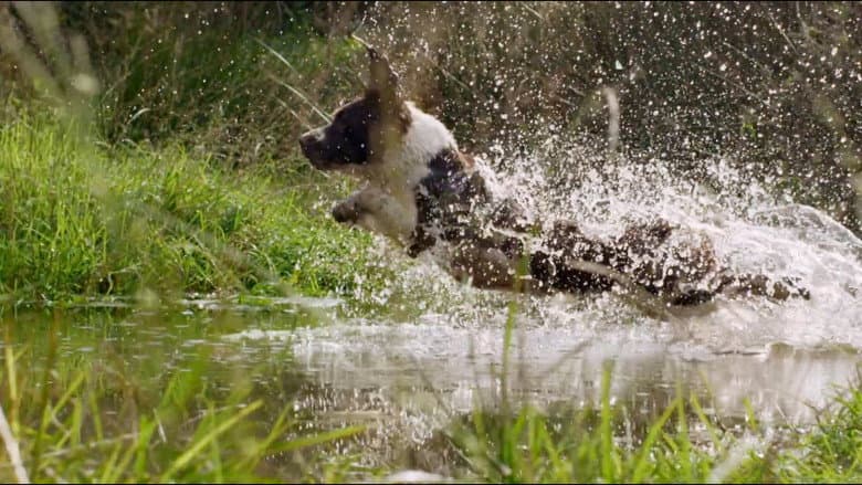 The Secret Life of Dogs still