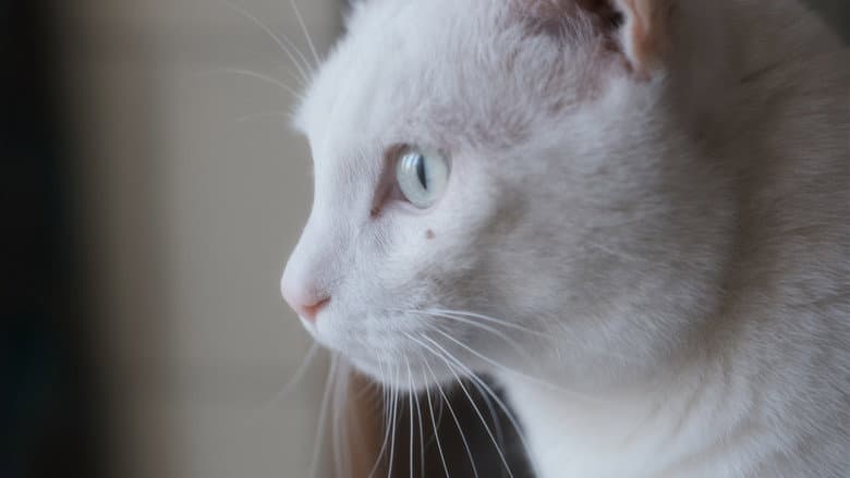 Three cats still