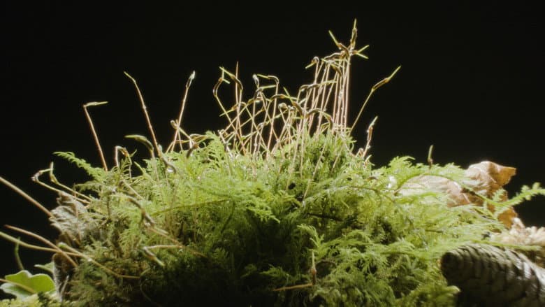 The Magical World of Moss still