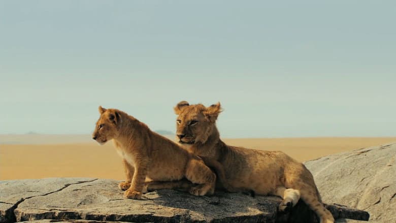 Lions Rule still