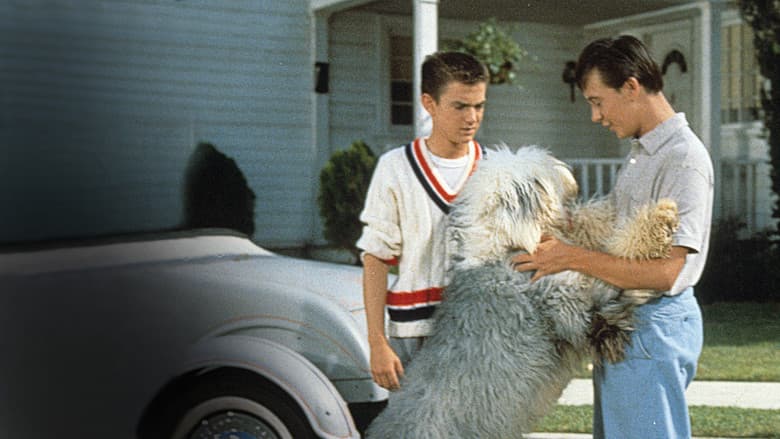 The Shaggy Dog still
