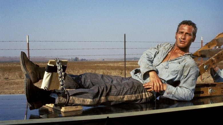Cool Hand Luke still