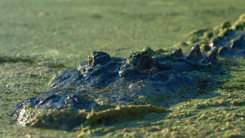 Gator Lake still