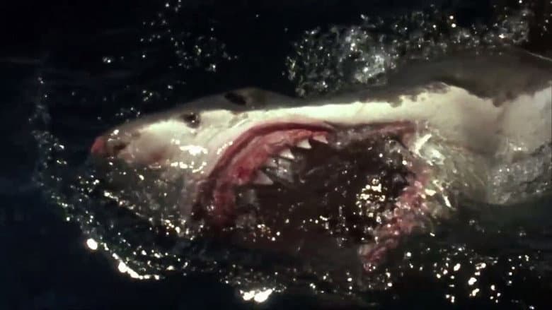Shark Zone still