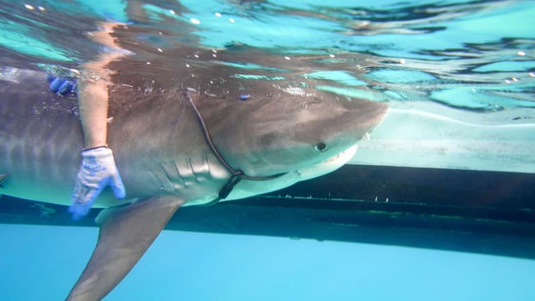 Sharks of the Bermuda Triangle still