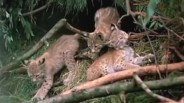 The Lynx Follows the Path still