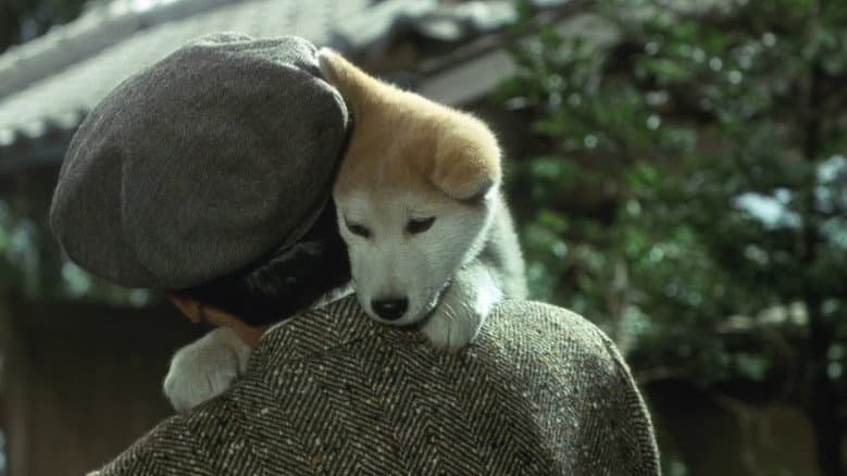 Hachiko still