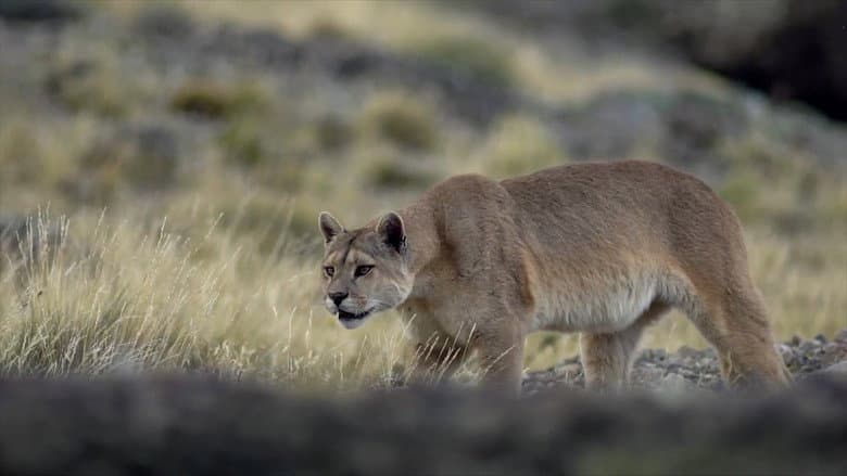 Cougar: On the Trail of the Ghost Cat still