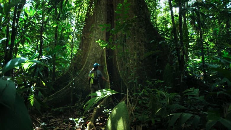 The Forest still