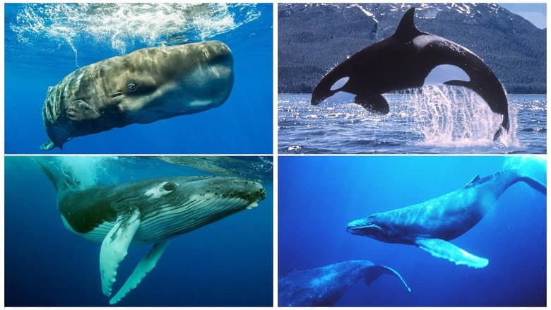 Whales: An Unforgettable Journey still