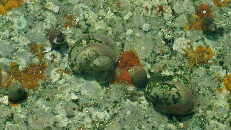 Tide Pools still
