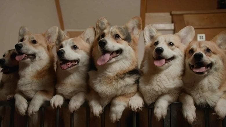 Us, Our Pets and the War still
